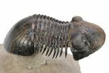 Flying Paralejurus Trilobite - Atchana, Morocco #254091-2